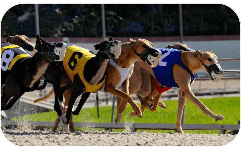 Greyhound Racing